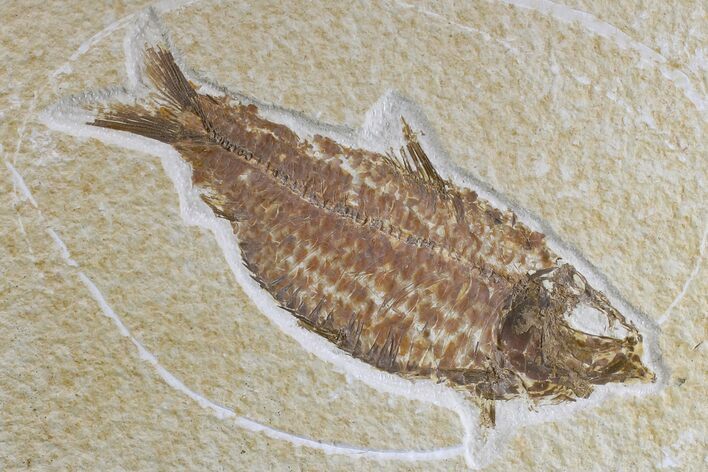 Detailed Fossil Fish (Knightia) - Wyoming #165779